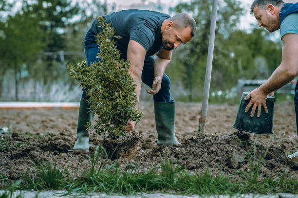 Best Artificial Turf Installation  in Pine Ridge, SD