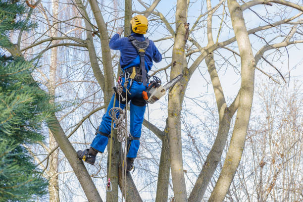 Lawn Pest Prevention in Pine Ridge, SD