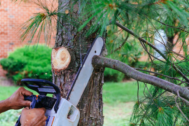 Reliable Pine Ridge, SD Tree Care Services Solutions